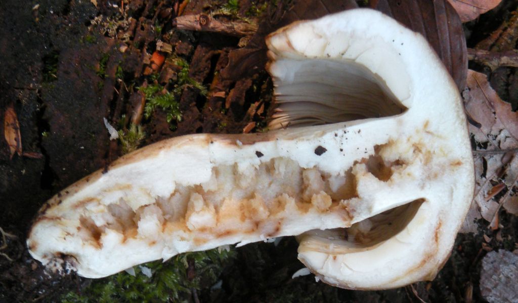 Forse Russula laurocerasi?